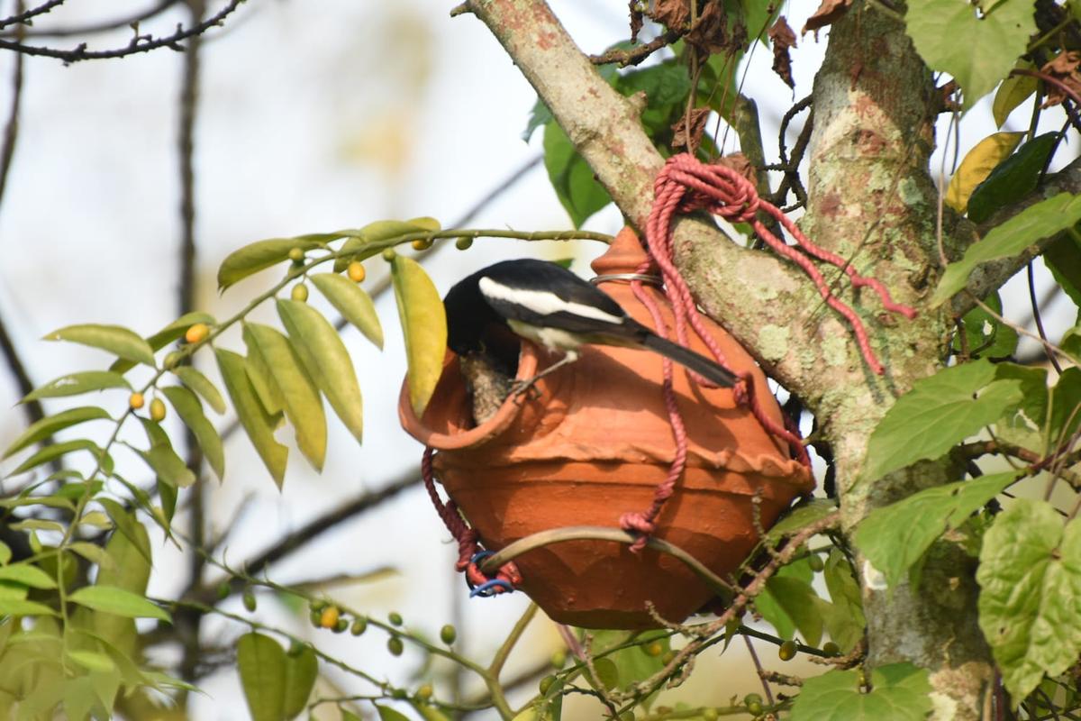 पूर्वी असम के गोलाघाट जिले में चोराई बंधोब के सदस्यों द्वारा एक पेड़ पर टेराकोटा पक्षी का घोंसला लटकाया गया। पूर्वी असम के गोलाघाट जिले में चोराई बंधोब के सदस्यों द्वारा एक पेड़ पर टेराकोटा पक्षी का घोंसला लटकाया गया।